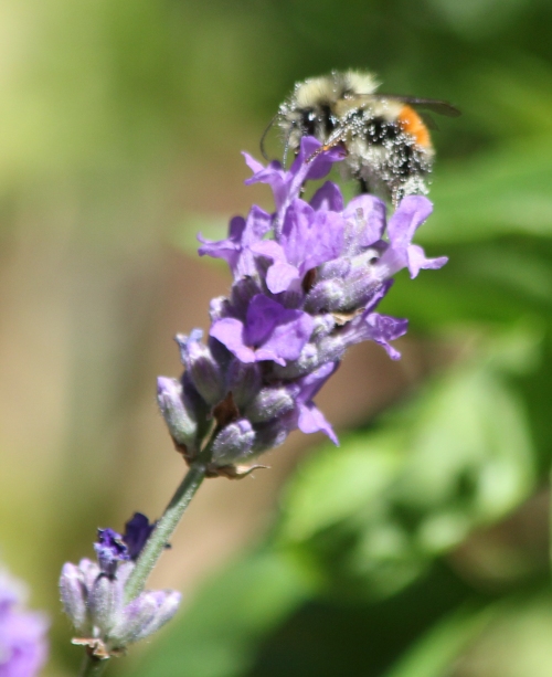 Bumble Bee Covered with Pollen on Lavender